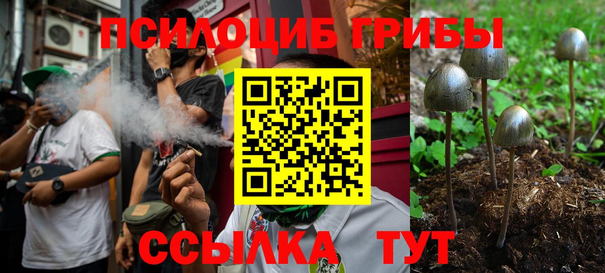 Псилоцибиновые грибы Psilocybine cubensis Чехов